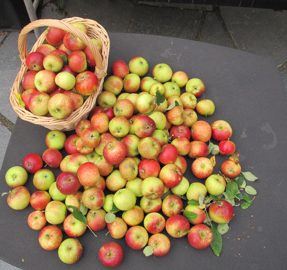 Äppletider5